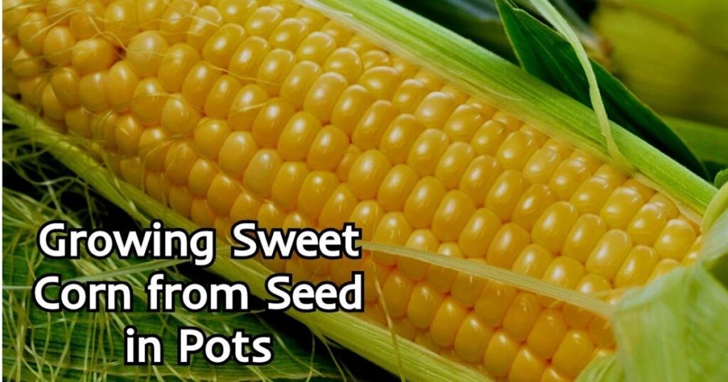 How Long Does It Take for Corn Crops to Grow