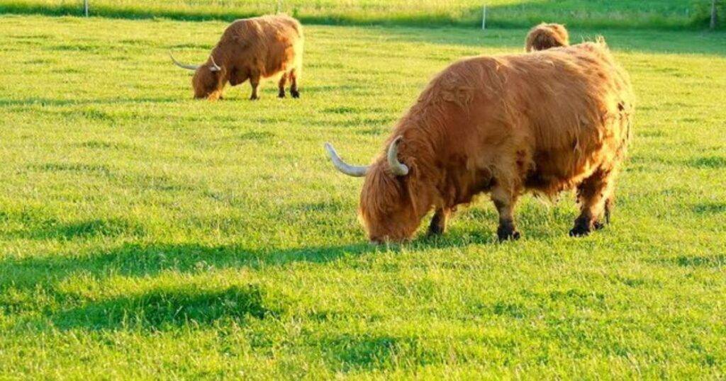 Agritourism and Farm Attractions