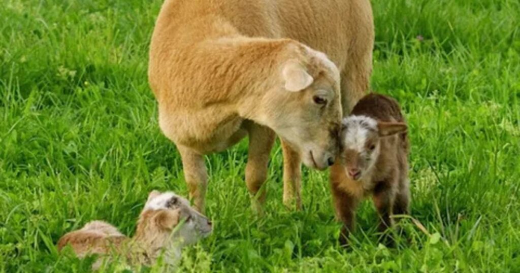 Breed Characteristics What Makes Katahdins Special