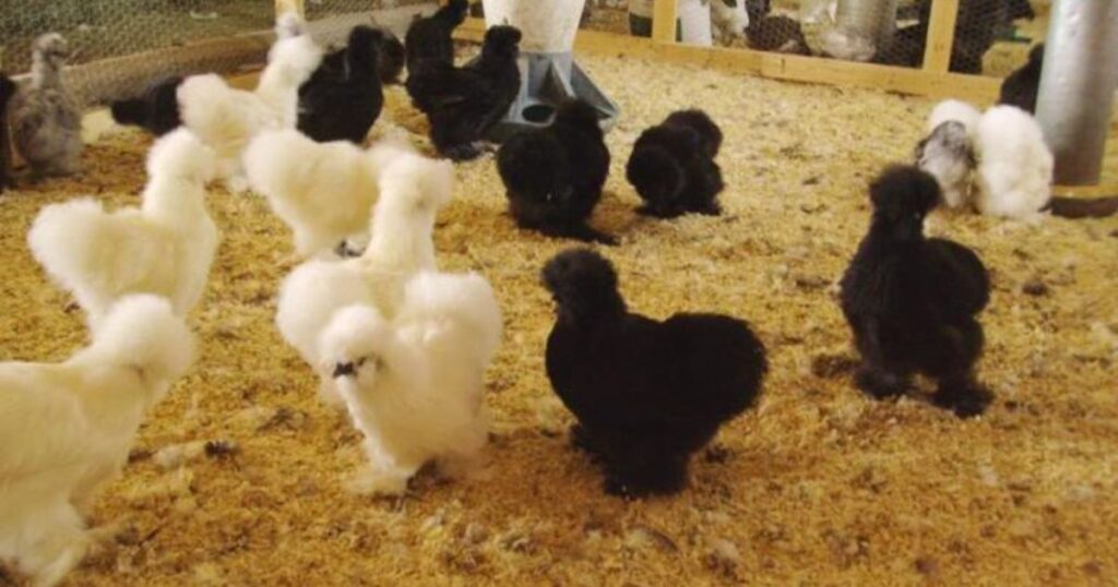Breeding Silkie Chickens