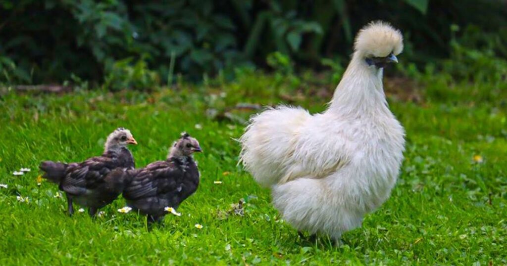 Housing Requirements for Silkie Chickens