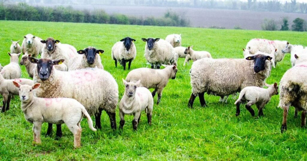 Market Opportunities for Katahdin Meat