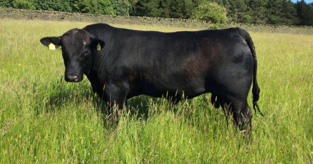 Origin and History of Aberdeen Angus