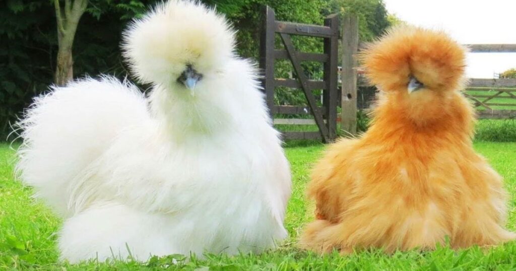 Origin and History of Silkie Chickens