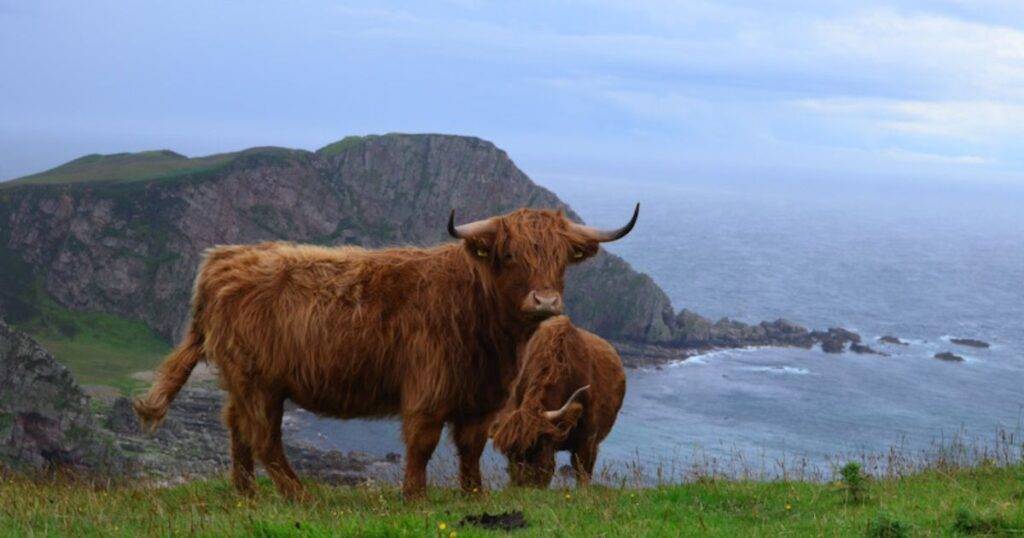 Show Animals and Heritage Preservation