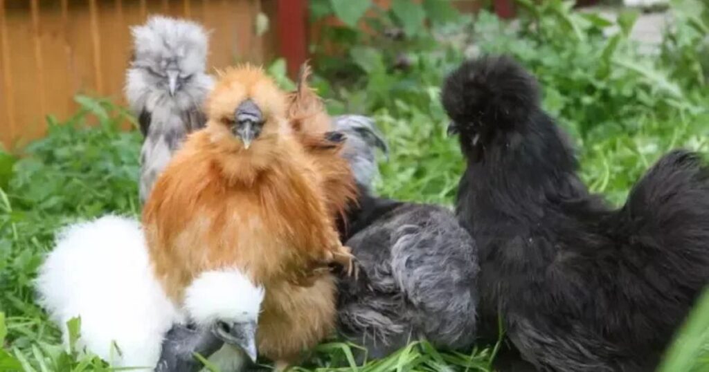 Silkie Chicken Temperament and Behavior
