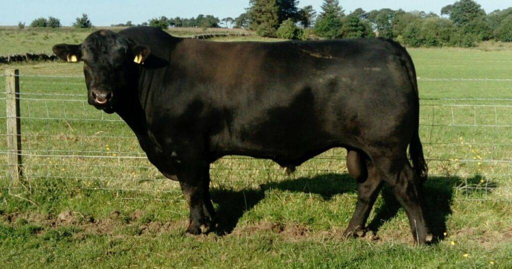 Sustainability and Environmental Considerations