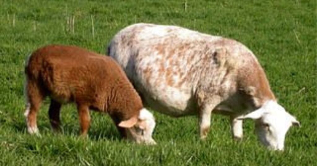 Tips for Getting Started With Katahdins