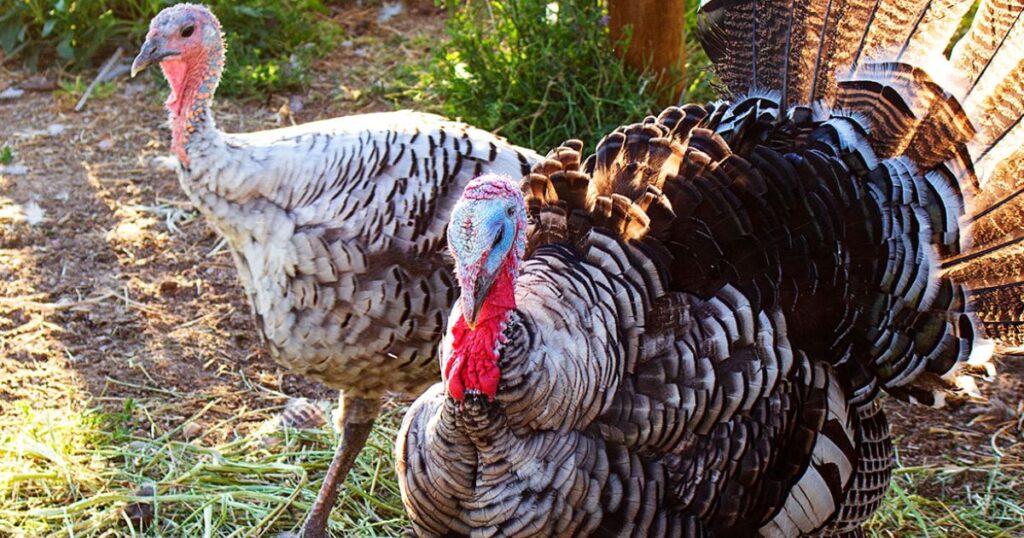 turkey breeds