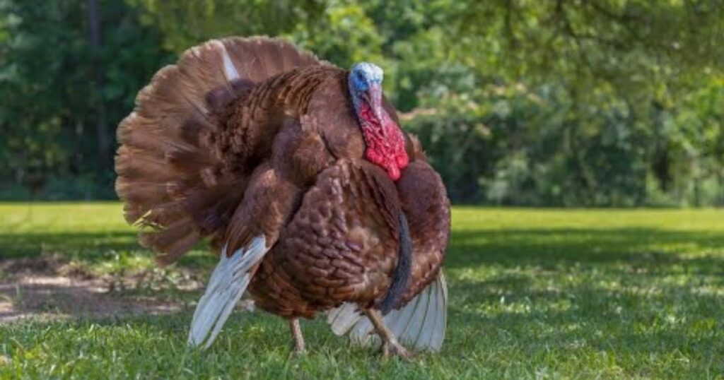 turkey breeds