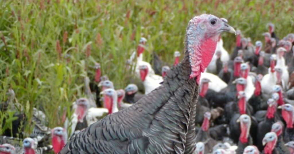 turkey breeds