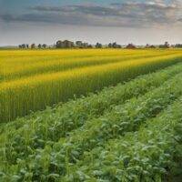 Cover Crops