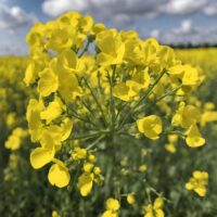 what is rapeseed