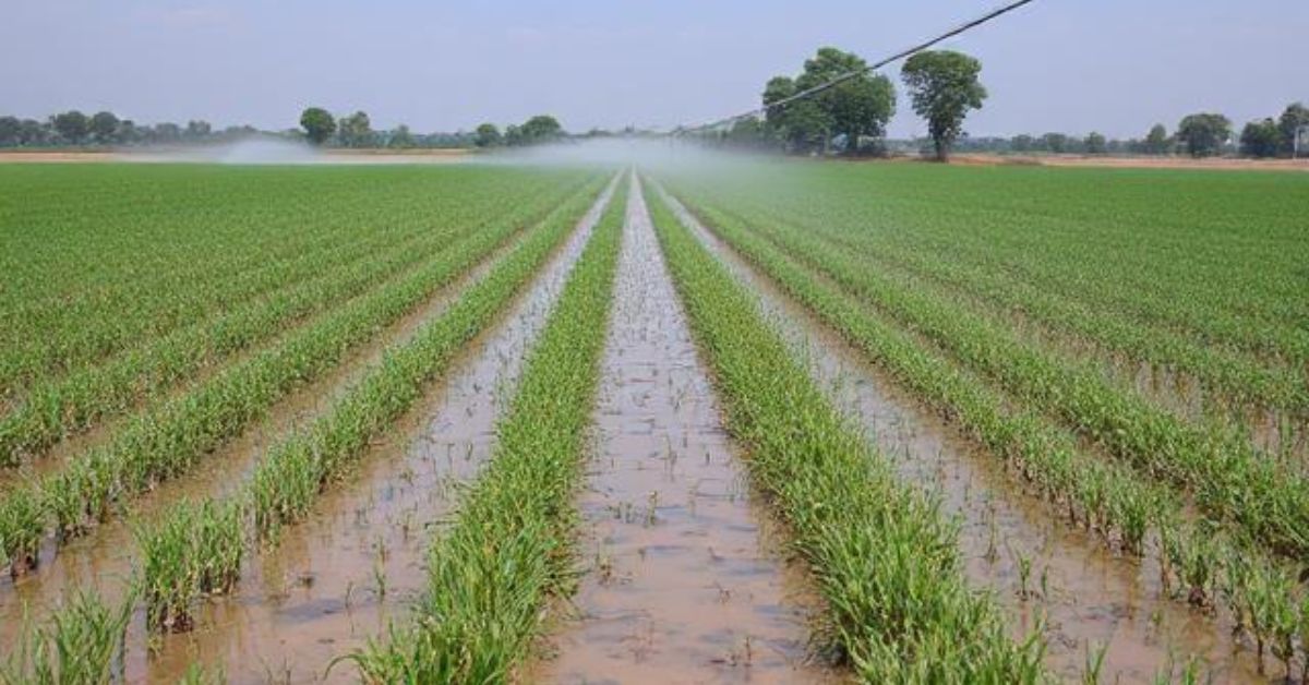 surface irrigation