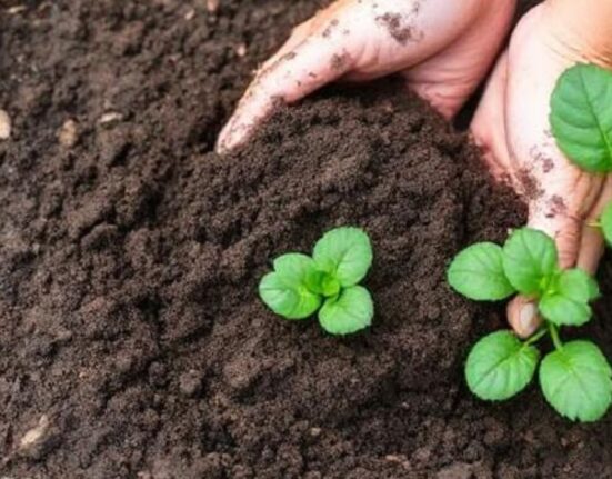 Boosting Soil Health How To Improve Soil Health In Home Gardens Guide
