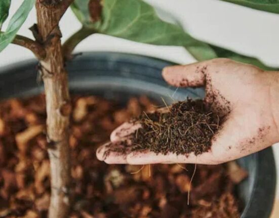 Sustainable Soil Organic Methods To Enhance Soil Fertility