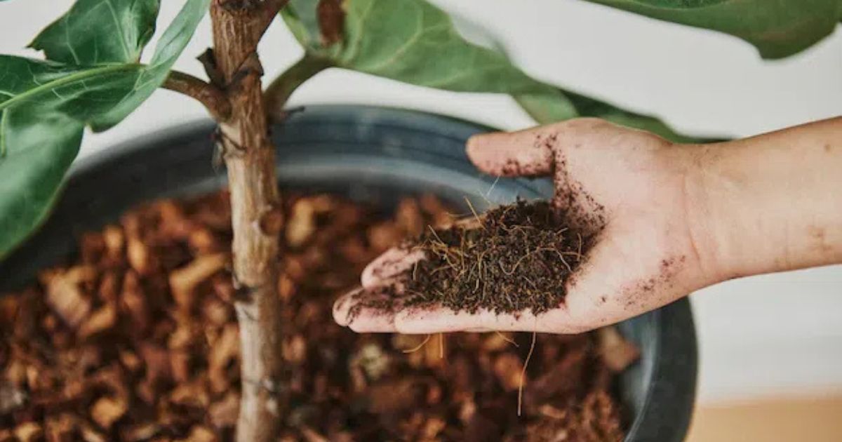 Sustainable Soil Organic Methods To Enhance Soil Fertility