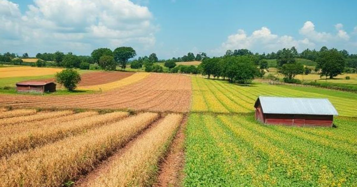 intensive vs extensive agriculture