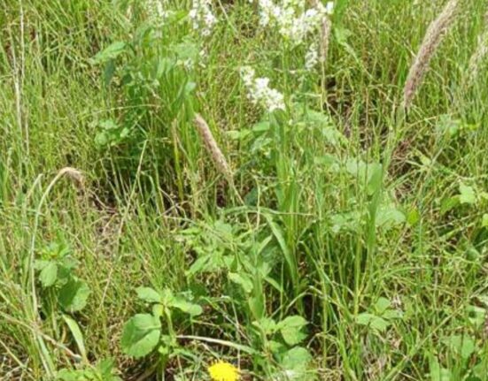 Weed management strategies