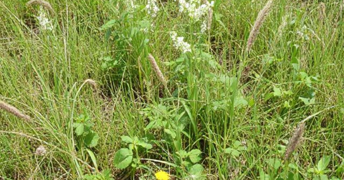 Weed management strategies