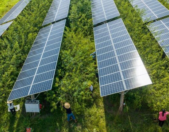 Farming Under Solar Panels A Bright Future For Agriculture