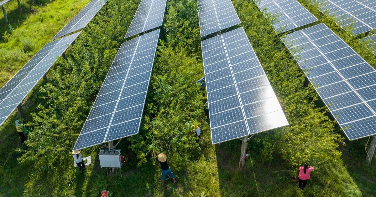 Farming Under Solar Panels A Bright Future For Agriculture
