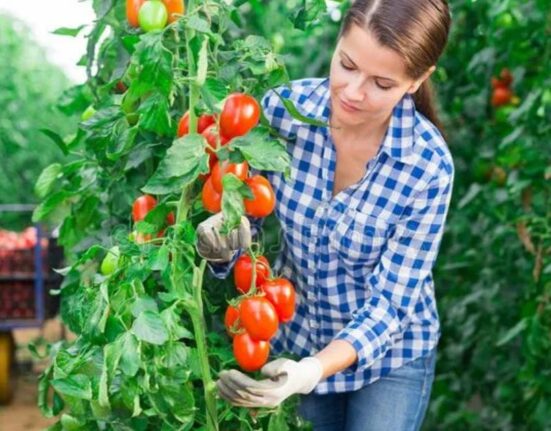 Is Green house Farming Profitable A Comprehensive Guide