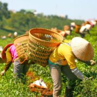 Living The Land A Look At Subsistence Farming Guide