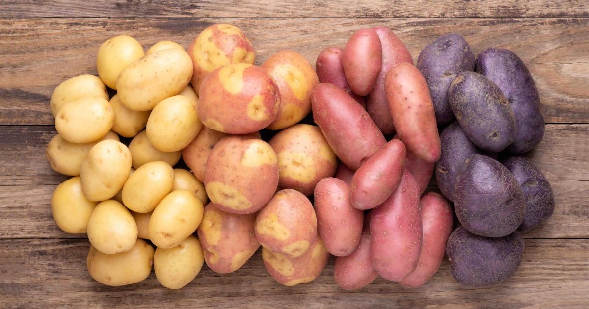 Sweet Potatoes and Irish Potatoes A Tasty Showdown