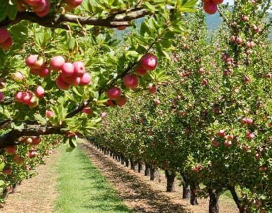 what is an orchard