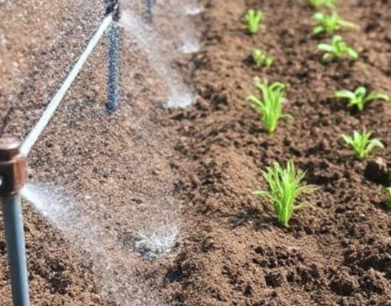 Drip Irrigation vs. Flood Irrigation