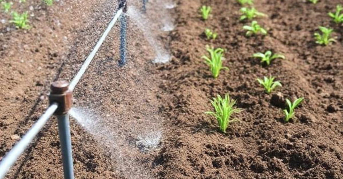 Drip Irrigation vs. Flood Irrigation