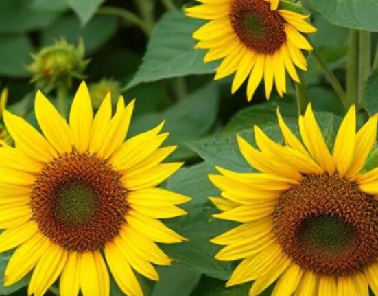 are sunflowers perennials