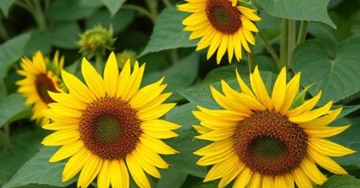 are sunflowers perennials