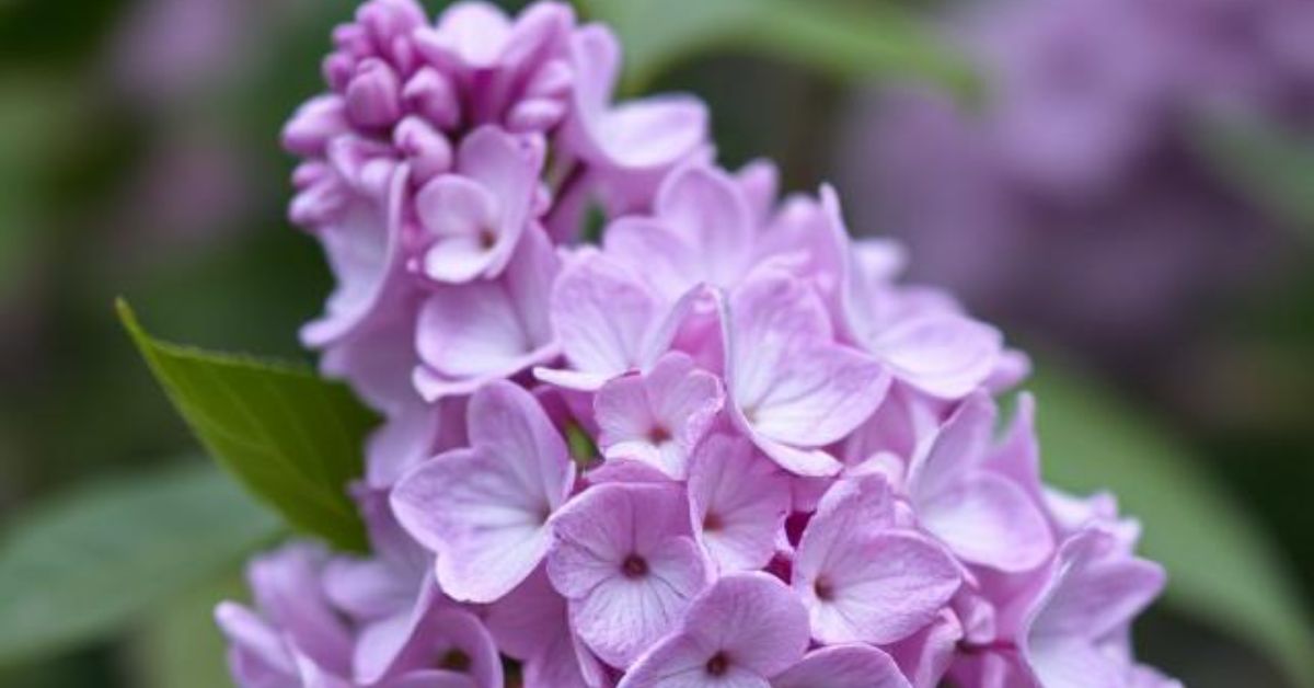 lilac flower