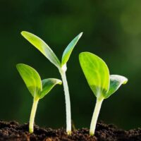 What Is the Difference Between Subsistence And Commercial Farming A Simple Guide
