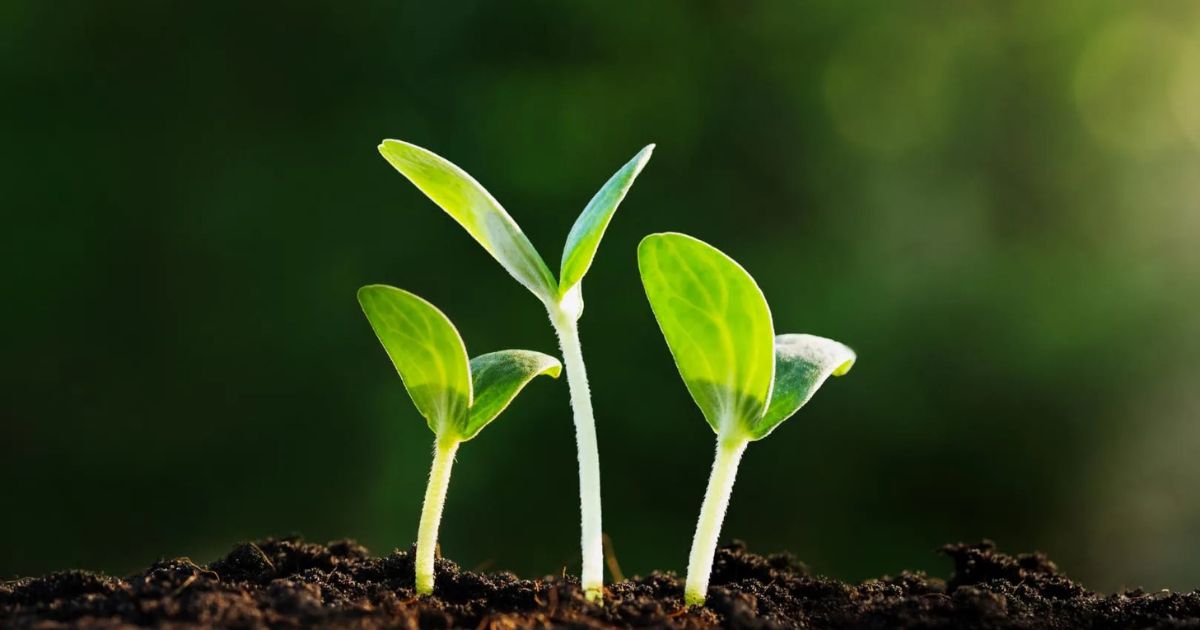 What Is the Difference Between Subsistence And Commercial Farming A Simple Guide