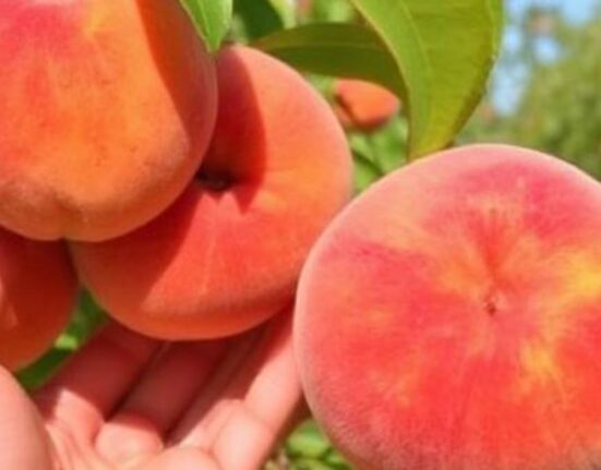 When Is Peach Season In California