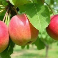 Orchard Trees Fruitful Growing A Comparative Guide