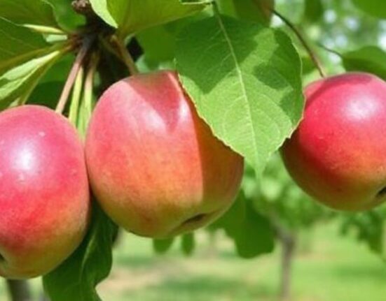 Orchard Trees Fruitful Growing A Comparative Guide