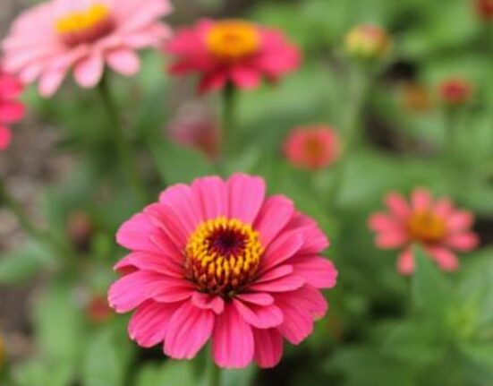 zinnia perennial