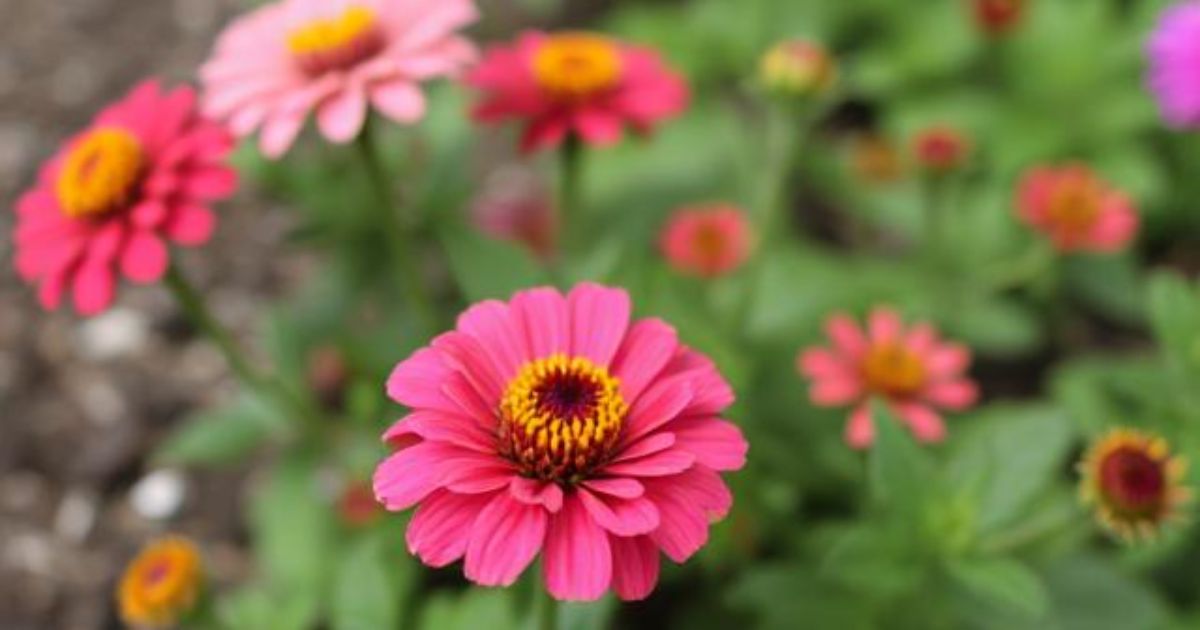 zinnia perennial