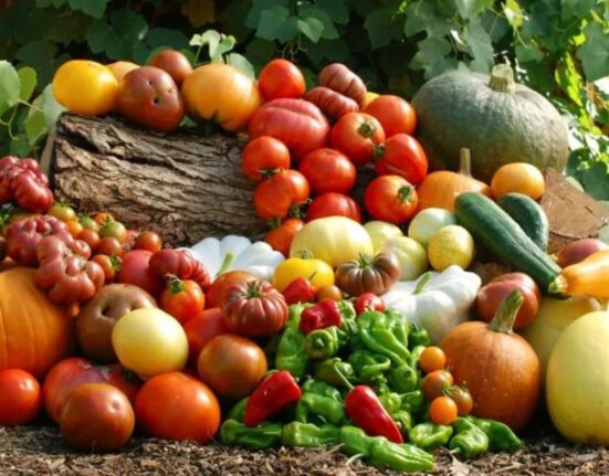 What Is the Autumn Harvesting Seasonal Fall Crops, Vegetables, and Plants With Stunning Photos