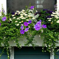 Best Flowers For Window Boxes Bright Blooms That Shine