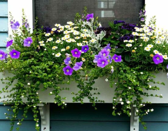 Best Flowers For Window Boxes Bright Blooms That Shine