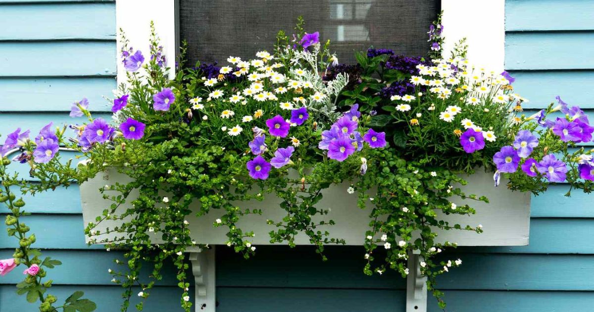 Best Flowers For Window Boxes Bright Blooms That Shine