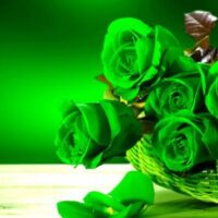 Green Flowers Unique Blooms That Add Fresh Charm