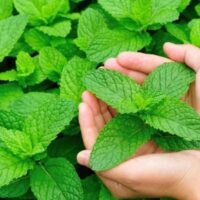 How To Grow Mint From Seeds A Simple Guide
