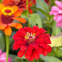 How To Grow Zinnia Flowers Do Zinnias Like Sun Or Shade