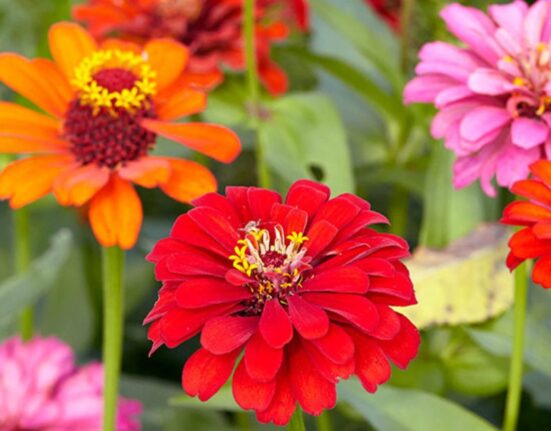 How To Grow Zinnia Flowers Do Zinnias Like Sun Or Shade